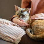 kenapa kucing suka memijat
