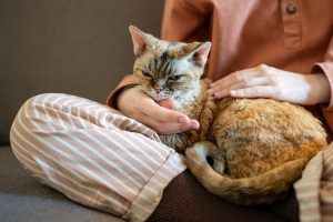 Kenapa Kucing Suka Memijat Manusia? Ini 10 Alasan Utamanya