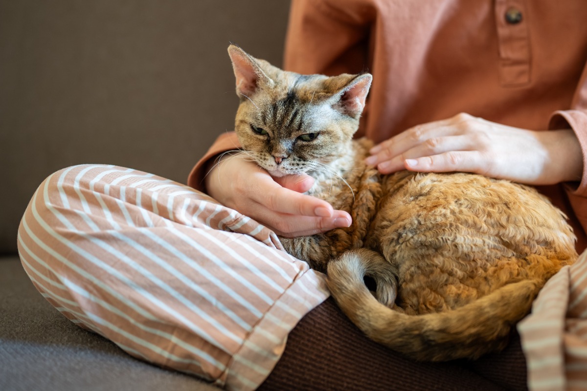 kenapa kucing suka memijat