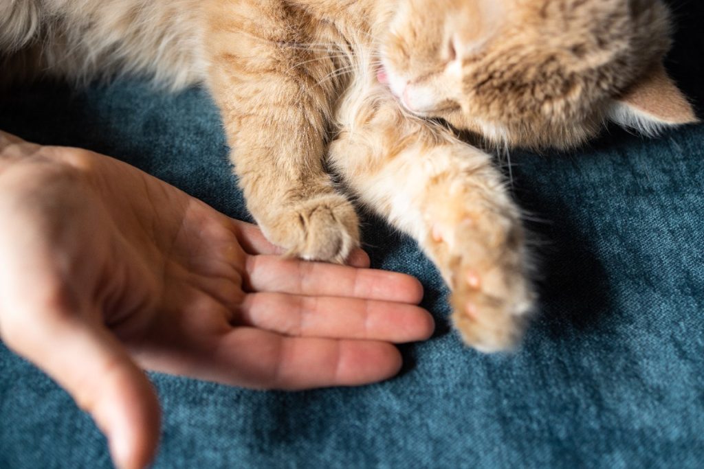 perilaku kneading pada kucing