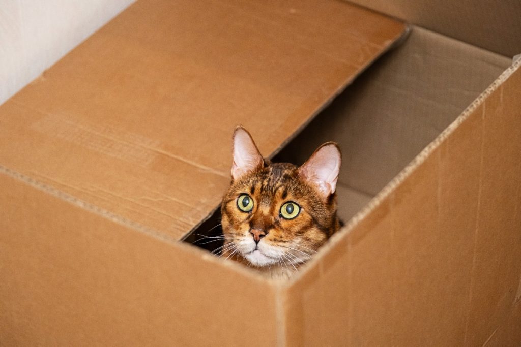 alasan kenapa kucing suka masuk kardus