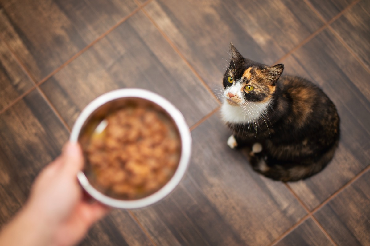 biaya merawat kucing