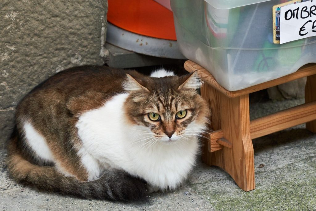 ciri ciri kucing obesitas