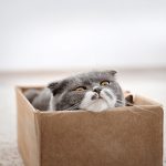 kucing suka masuk kardus