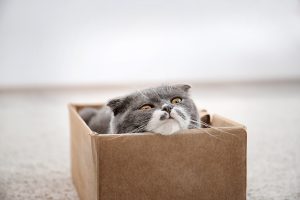 Kenapa Kucing Suka Masuk Kardus? Ini Alasan Uniknya!