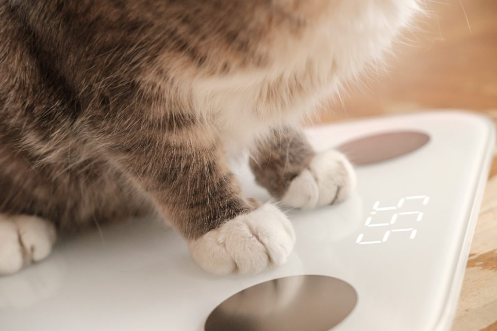 berat badan ideal kucing berdasarkan usia