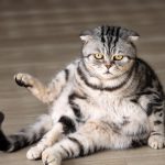 berat badan ideal kucing