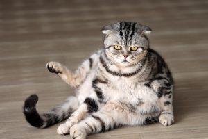 Berat Ideal Kucing & Cara Menjaga Anabul Tetap Sehat Lincah