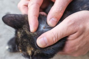 Bisul pada Kucing: Ciri, Penyebab, & Cara Mengobatinya