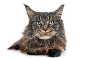 9 Jenis Kucing Besar yang Bisa Dipelihara Rumah