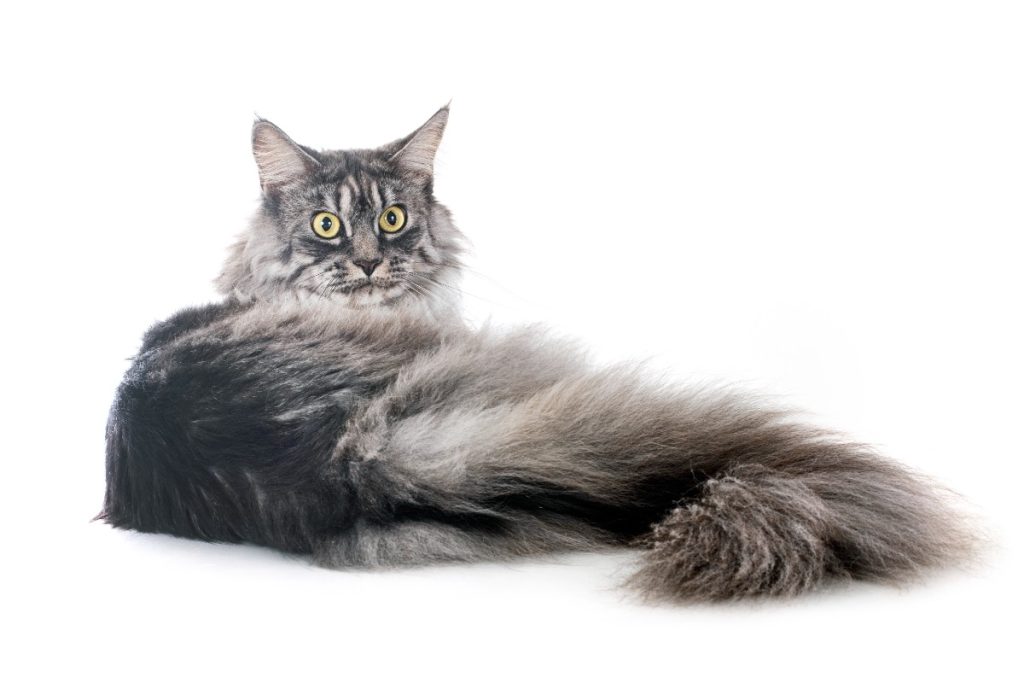 rekomendasi kategori kucing besar